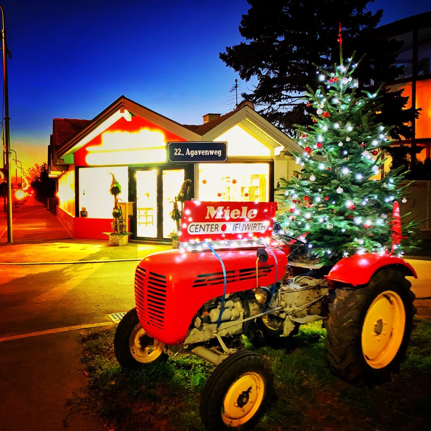 Christbäume im Miele Center Neuwirth